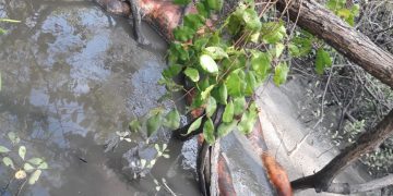 MARAGOGI- Idoso que estava desaparecido em São Bento é encontrado morto em manguezal.