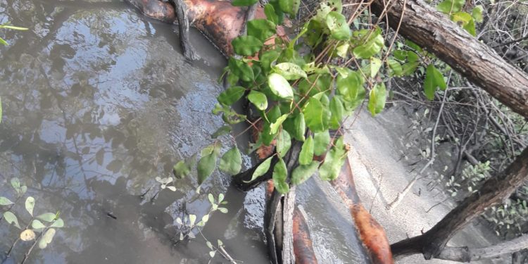 MARAGOGI- Idoso que estava desaparecido em São Bento é encontrado morto em manguezal.