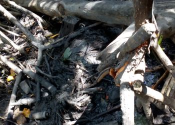 MARAGOGI- Mais um corpo é encontrado em manguezal, dessa vez em Barra Grande