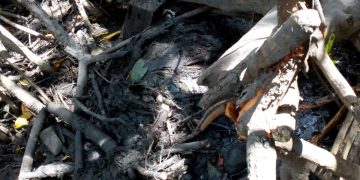 MARAGOGI- Mais um corpo é encontrado em manguezal, dessa vez em Barra Grande