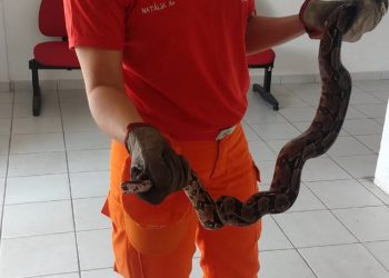MARAGOGI- Bombeiros capturam jiboia em Maragogi