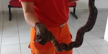 MARAGOGI- Bombeiros capturam jiboia em Maragogi