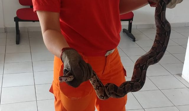 MARAGOGI- Bombeiros capturam jiboia em Maragogi