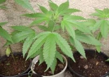 PLANTÃO POLICIAL- Homem é preso em Peroba com plantação de maconha