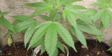 PLANTÃO POLICIAL- Homem é preso em Peroba com plantação de maconha