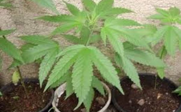 PLANTÃO POLICIAL- Homem é preso em Peroba com plantação de maconha