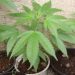 PLANTÃO POLICIAL- Homem é preso em Peroba com plantação de maconha