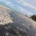 MARAGOGI- A Praia de Antunes foi a mais atingida pelo o óleo do petróleo até o momento.