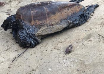 MARAGOGI-VÍDEO- Tartaruga aparece sufocada com borra de petróleo na praia de São Bento