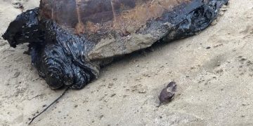 MARAGOGI-VÍDEO- Tartaruga aparece sufocada com borra de petróleo na praia de São Bento