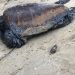 MARAGOGI-VÍDEO- Tartaruga aparece sufocada com borra de petróleo na praia de São Bento