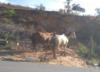 Perigo no asfalto: Animais soltos na AL 101 Norte em Maragogi