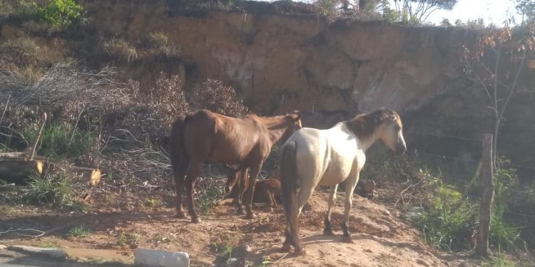 Perigo no asfalto: Animais soltos na AL 101 Norte em Maragogi