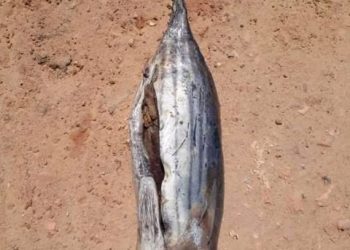 MARAGOGI- Sem planejamento e organização por parte da prefeitura, distribuição de peixes e cestas básicas viram polêmicas nas redes sócias