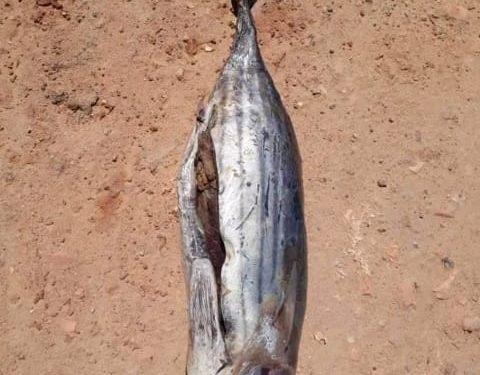 MARAGOGI- Sem planejamento e organização por parte da prefeitura, distribuição de peixes e cestas básicas viram polêmicas nas redes sócias