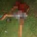 MARAGOGI — Jovem é retirado de dentro de casa e é assassinado na presença da mãe.