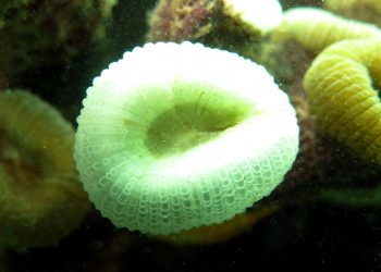 Expedição feita pelo ICMBio constata branqueamento e morte de corais na APACC