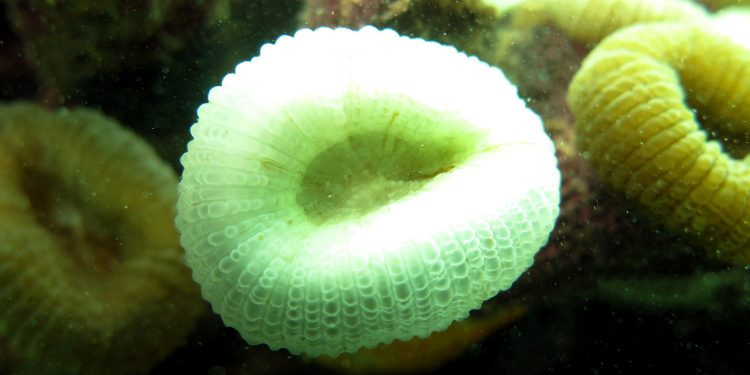 Expedição feita pelo ICMBio constata branqueamento e morte de corais na APACC