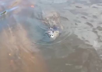 Filhote de peixe-boi é avistado em Porto de Pedras; veja vídeo