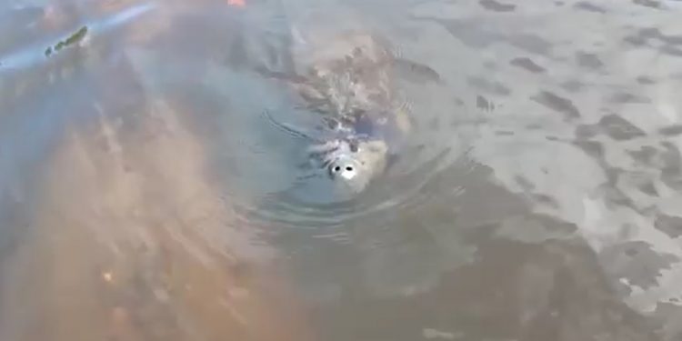 Filhote de peixe-boi é avistado em Porto de Pedras; veja vídeo