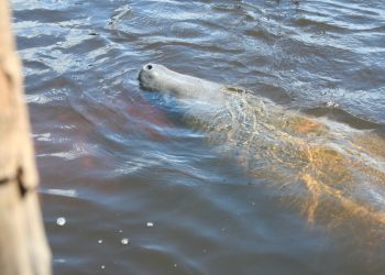Com redução, passeio de observação do peixe-boi é retomado em Porto de Pedras
