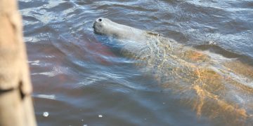 Com redução, passeio de observação do peixe-boi é retomado em Porto de Pedras