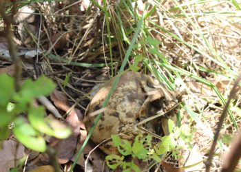 Cadáver é encontrado em cova rasa na Concórdia em São Bento
