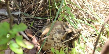 Cadáver é encontrado em cova rasa na Concórdia em São Bento