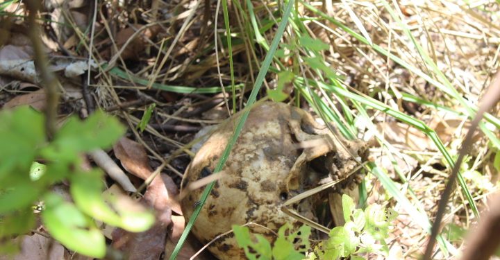 Cadáver é encontrado em cova rasa na Concórdia em São Bento