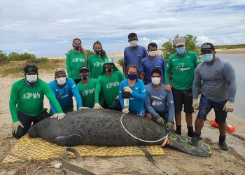 Peixe-boi encalhado é resgatado por biólogos, em Coruripe
