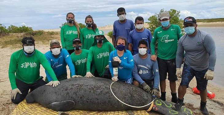 Peixe-boi encalhado é resgatado por biólogos, em Coruripe