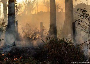 VÍDEO- Vizinhos de um loteamento de Peroba denunciaram queimada em um terreno do povoado