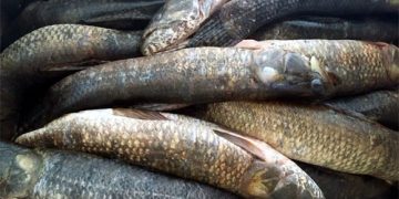 Apagão em Maragogi gera revolta e prejuízos a comerciantes e empresários