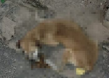 Mais um cão em óbito; ONG Anjos de Maragogi reage.