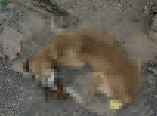 Mais um cão em óbito; ONG Anjos de Maragogi reage.