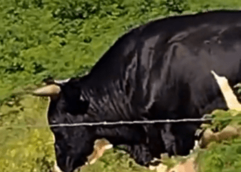 Homem morre ao ser atacado por boi no município de Pariconha