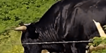Homem morre ao ser atacado por boi no município de Pariconha