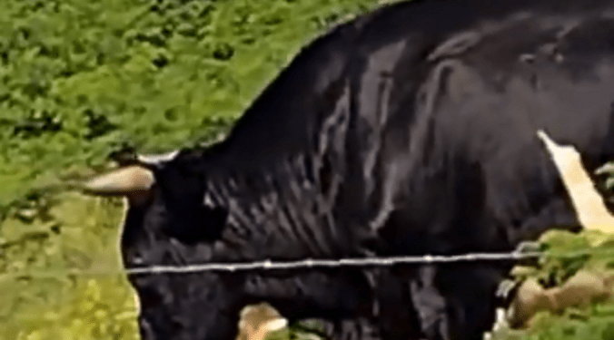 Homem morre ao ser atacado por boi no município de Pariconha