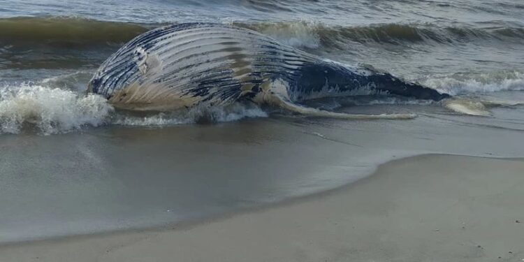 Baleia jubarte encalha e morre em praia do litoral Sul de Alagoas