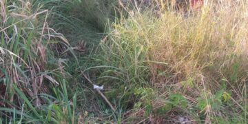 VÍDEO- Motorista perde controle e capota veículo na famosa curva do pontal em Maragogi