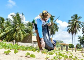 Maragogi: Mutirão Minha Cidade Limpa contempla a praia de São Bento