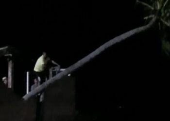 Coqueiro que virou atração turística em Barra Grande é derrubado na noite desta terça-feira (5)