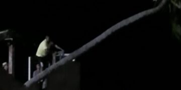 Coqueiro que virou atração turística em Barra Grande é derrubado na noite desta terça-feira (5)