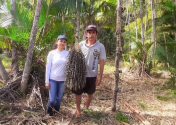 Assentados de Maragogi produzem polpa e café de açaí