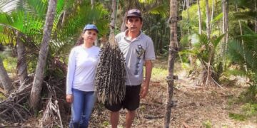 Assentados de Maragogi produzem polpa e café de açaí