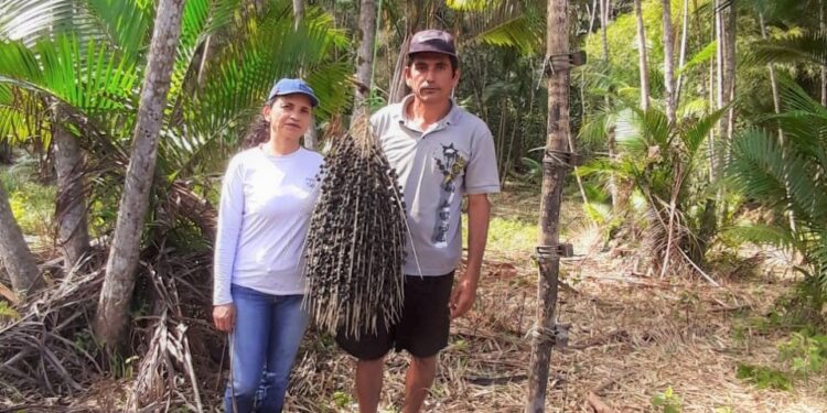 Assentados de Maragogi produzem polpa e café de açaí