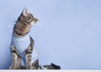 Alagoas lança programa inédito de castração animal oferecida pelo SUS