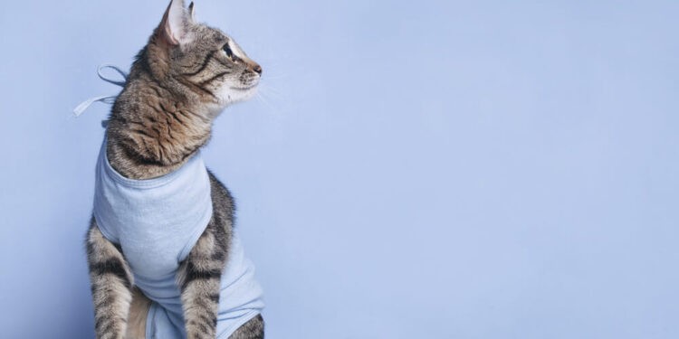 Alagoas lança programa inédito de castração animal oferecida pelo SUS