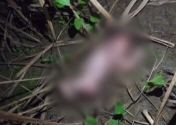 Corpo de recém-nascido é encontrado em terreno baldio no centro do município de Jundiá