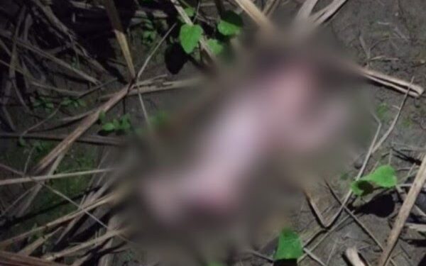 Corpo de recém-nascido é encontrado em terreno baldio no centro do município de Jundiá